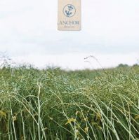 Copyright by anchor anchor